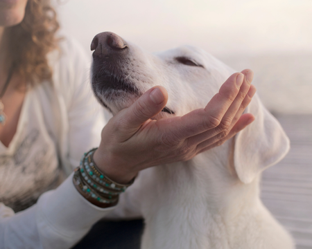Séance de Shiatsu animalier avec Maria-Victoria